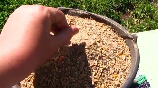 Кормим правильно Леггорна!!!!!!!!!! смотреть онлайн