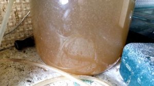 Разведение_Скалярий_от_А_до_Я_.mp4