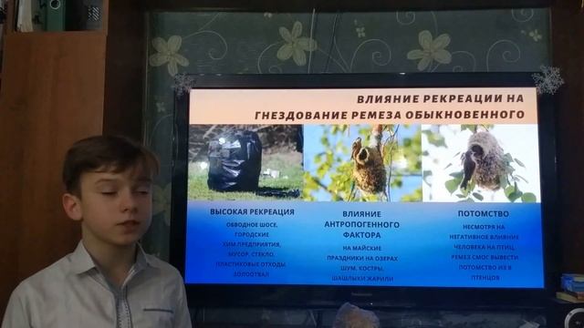 Воздействие рекреации на гнездование ремеза обыкновенного в районе Васильевских озер смотреть онлайн