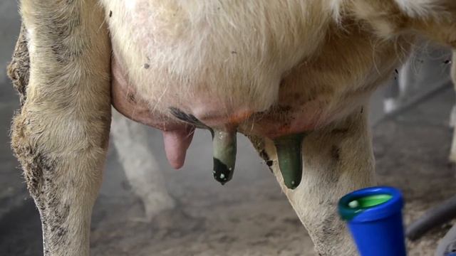 Italmas VP-M: Cредство для обработки вымени после доения/ Udder care after milking смотреть онлайн