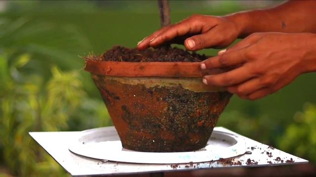 Lemon bonsai | Bonsai Time Lapse смотреть онлайн