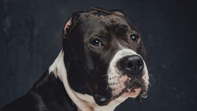 18 Fun Pit Bull Facts смотреть онлайн