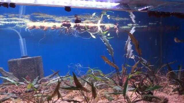 Fish wall update and Feeding advice смотреть онлайн