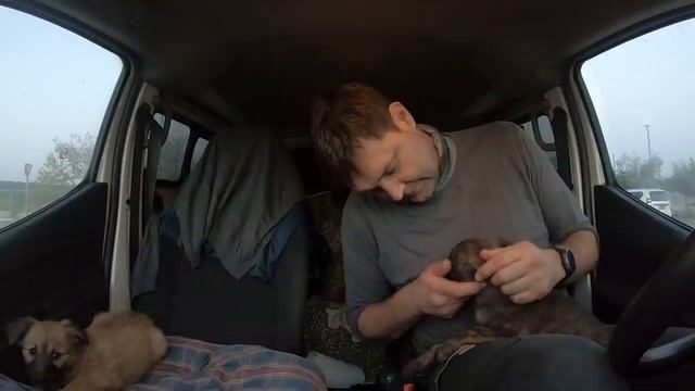 Спасение щенков! Ника и Джой - два маленьких щенка, которых я нашел под железным контейнером. смотреть онлайн