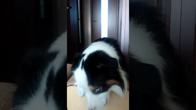 Аусси. Австралийская овчарка Ринго