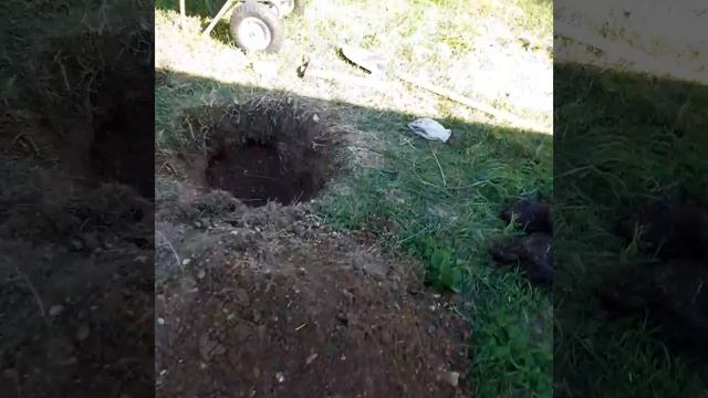 Посадка яблони Белый налив смотреть онлайн