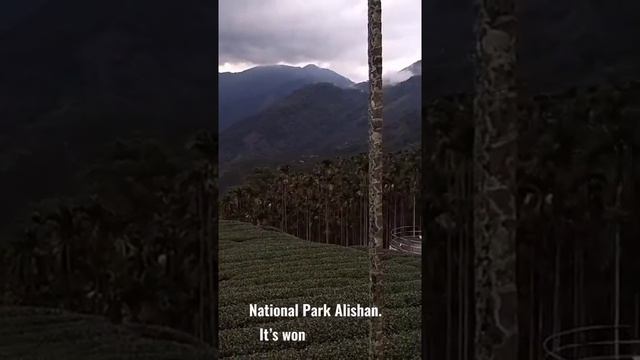 Alishan GABA tea trip смотреть онлайн