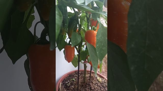 Зимний огород. О чем стоит подумать перед посадкой растений? смотреть онлайн