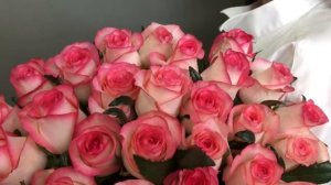 Роза "Джумилия"