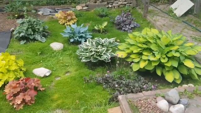 Хосты и многолетники смотреть онлайн