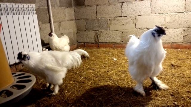 Куры китайские шелковые аборигены смотреть онлайн