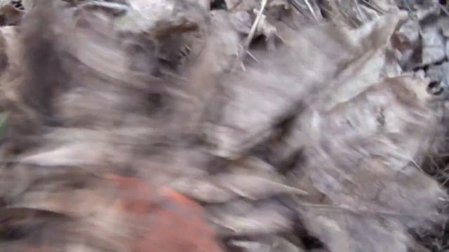 Rosa.Правильно Укрываем Розы что б Сохранить их на Зиму от Мороза. Подготовка к Зиме Роз Осенью. смотреть онлайн