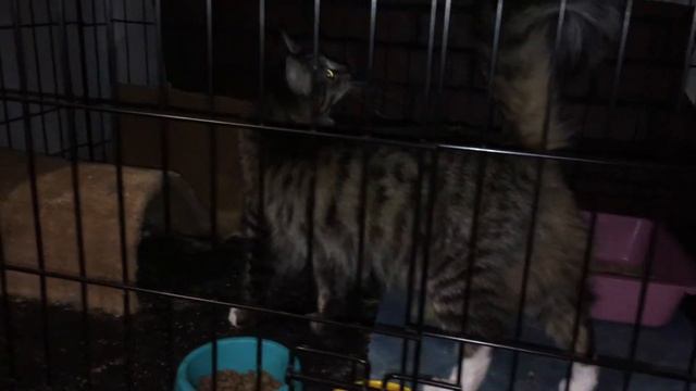 Кошка Рита, 1 год смотреть онлайн