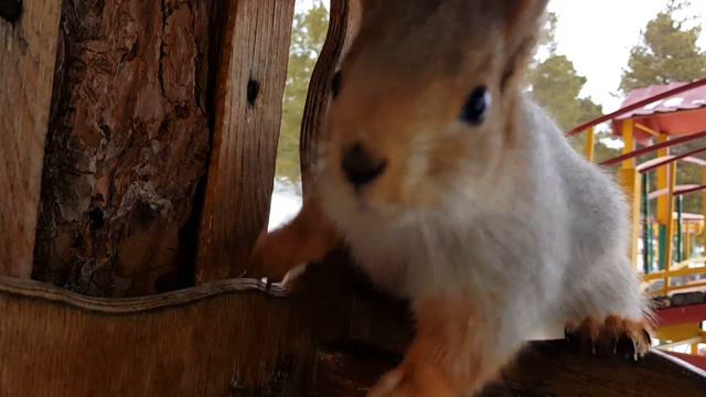 Каркаралинск, Тасбулак. Белки за завтраком 1 смотреть онлайн