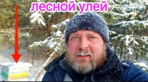Как зимуют пчёлы в лесу? ПЧЕЛОВОДСТВО!