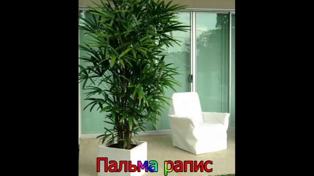 пальмы смотреть онлайн