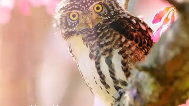 Сова... она такая! Красивые картинки сов 3. Ksenia Smile смотреть онлайн