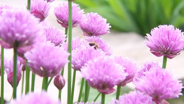 Живая изгородь на участке смотреть онлайн