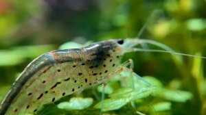 Креветка Амано поедает водоросли