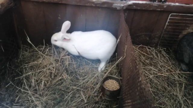 ПЛАН ДОМАШНЕГО КРОЛИКОВОДСТВА / РАЗВЕДЕНИЕ КРОЛИКОВ С НУЛЯ смотреть онлайн