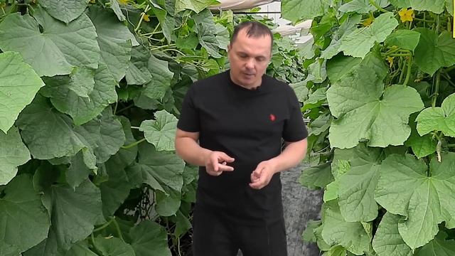 Схема листовых подкормок Плантафолом- от 