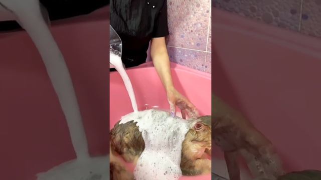 наш котик Арамис в груминг салоне на процедуре "экспресс линька" смотреть онлайн