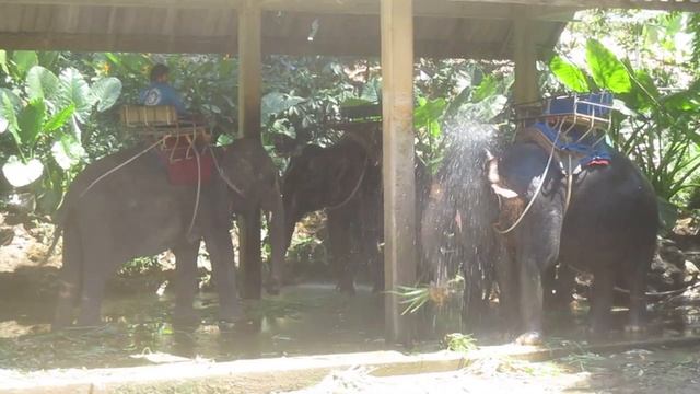 Экскурсия на слоновью ферму в Као Лаке Таиланд смотреть онлайн