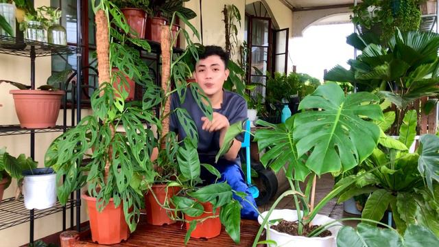 MONSTERA PLANTS CARE GUIDE VARIETIES | PROPAGATION | CARE TIPS смотреть онлайн