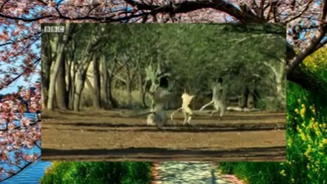 Говорящие животные 6 смотреть онлайн