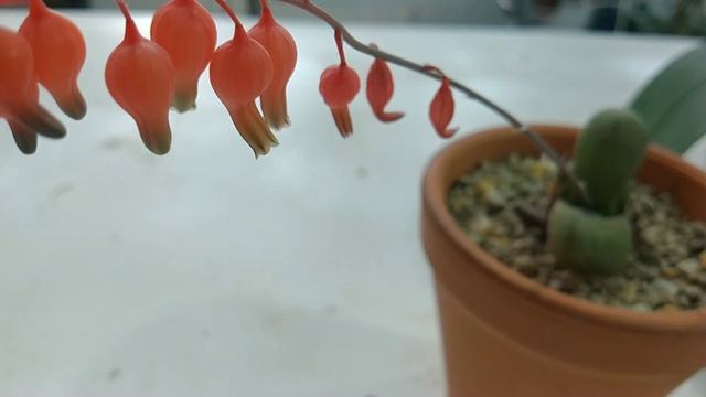Gasteria Glomerata смотреть онлайн
