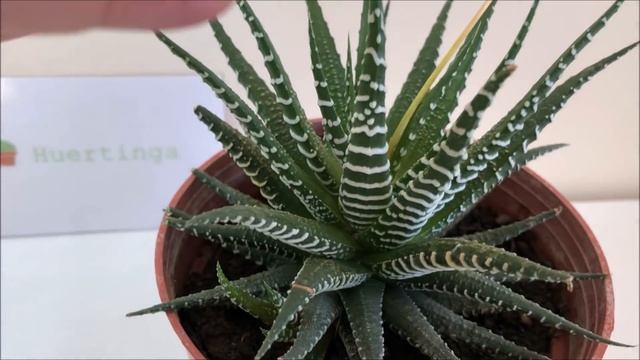 Haworthia Attenuata | Planta Cebra смотреть онлайн