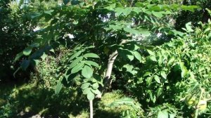 Орех грецкий и маньчжурский на Урале.