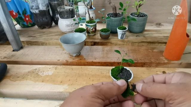 [bonsai Diary] #60 CreatingTeacup Natural Bonsai Murraya Tree
