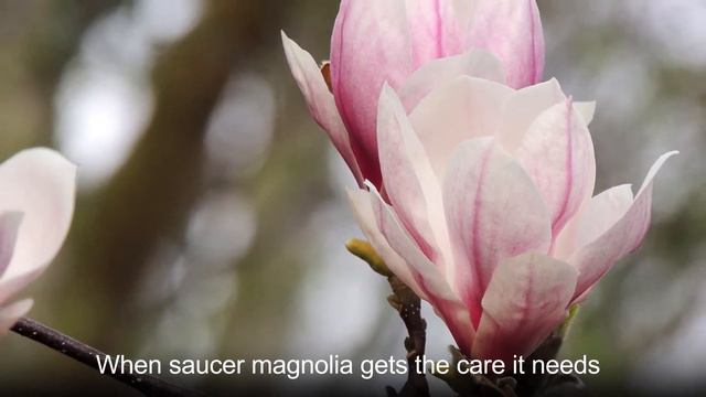 Longevity and perseverance, nobility--Saucer magnolia смотреть онлайн