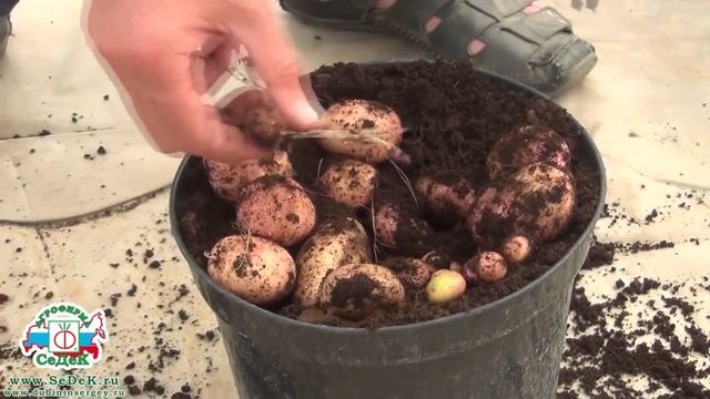Как вырастить оздоровлённый картофель. смотреть онлайн