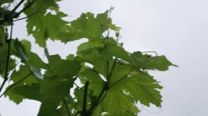 Сорт винограда Колобок. ? Описание сорта винограда Колобок.