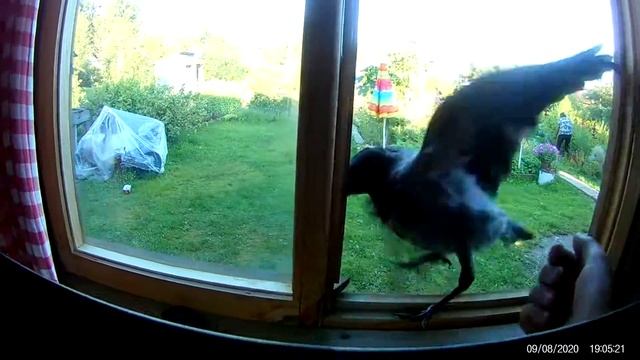 Ручная ворона 3/ Пришла поздороваться смотреть онлайн