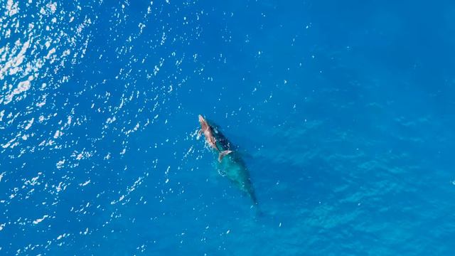 Гавайи. HD Видео. смотреть онлайн