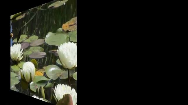 #Кувшинки #Нимфеи белые3 Декоративные #растения смотреть онлайн