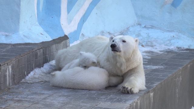 Герда и медвежата спят. 12.04.2023 смотреть онлайн