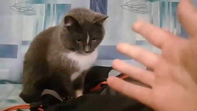 Кошка украла рюкзак смотреть онлайн