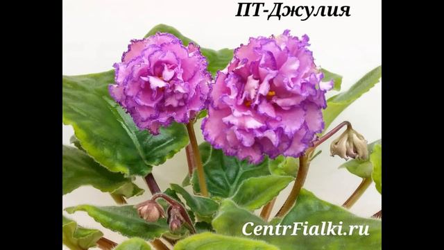 Цветущие растения в Центре фиалки. 12.12.2020г. смотреть онлайн