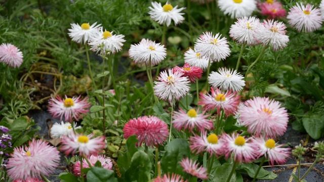 In Bloom: 'Habanero Mix' English Daisies from Seed - Growing Flowers from Seed смотреть онлайн