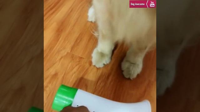 Golden Retriever protects children from danger?Dog threw the phone into the toilet? смотреть онлайн