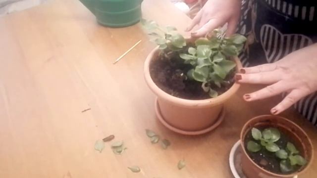 Каланхоэ. Посадка, уход, размножение. Почему дома не цветет каланхоэ? смотреть онлайн