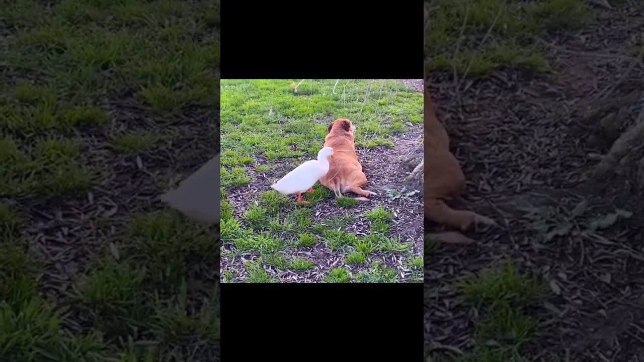 Вижу цель, атакую прикройте ))) смотреть онлайн