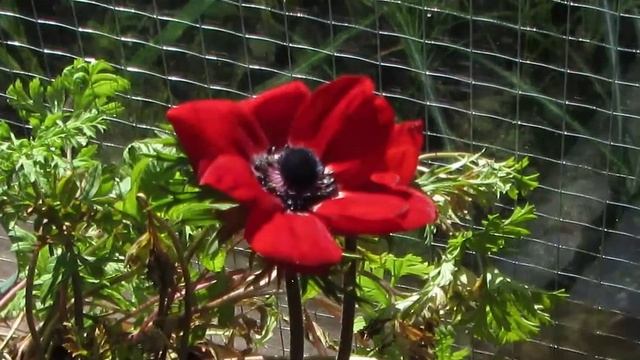 Anemone coronaria 'Hollandia' смотреть онлайн