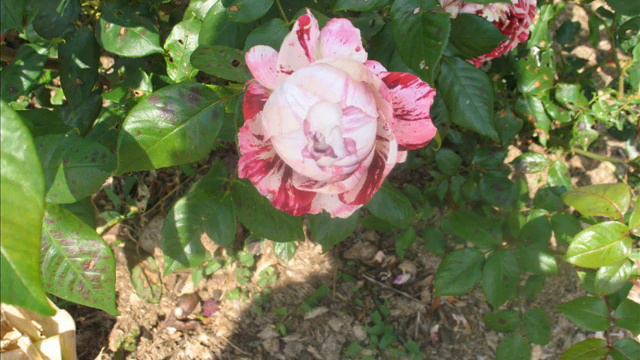 MAY ROSE COLLECTION 2010.wmv смотреть онлайн
