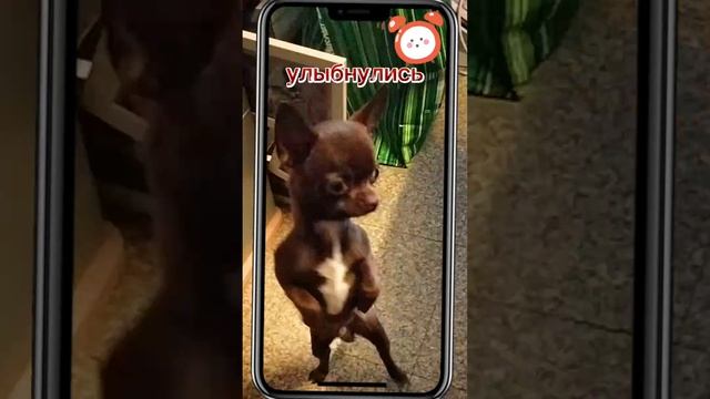 Проснулись. Улыбнулись)) Приятного денёчка! смотреть онлайн