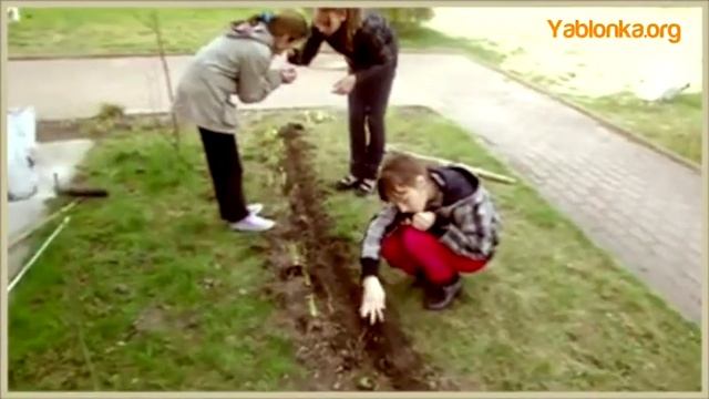 Мы сажаем цветы - Центр "Яблонька", Калининград смотреть онлайн